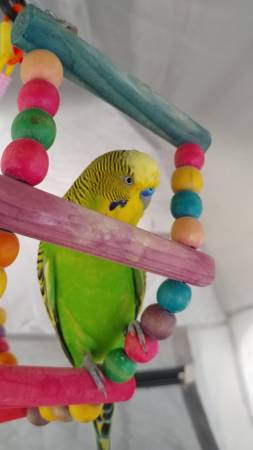 Missing Budgie!! 1