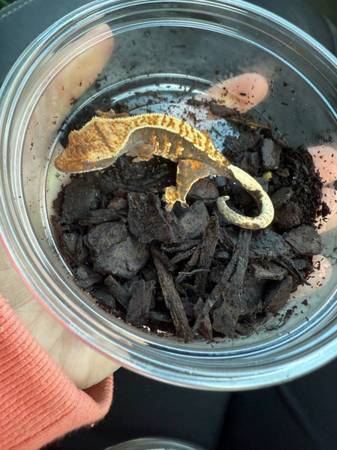 Crested gecko juvenille and grow out enclosure 1