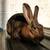 Mini Rex Doe 2 thumbnail
