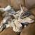 Kittens 1 thumbnail