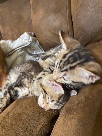 Kittens 1