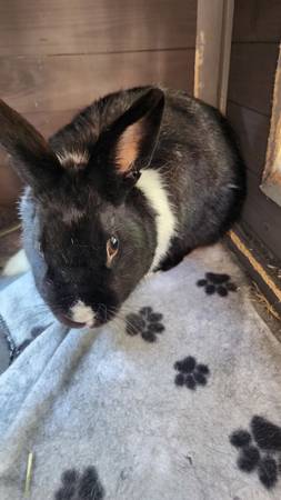 Spayed Female Rabbits (Rocklin)63920016223618124