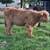 Highland Heifer 5 thumbnail