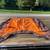 1995 Chaperel 3 Horse Slant Trailer with Saddle & a lot of Tack 14 thumbnail