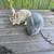 Bunnies 1 thumbnail