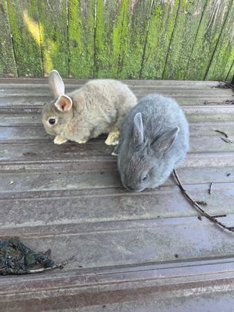 Bunnies 1