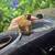 Ceested geckos 1 thumbnail
