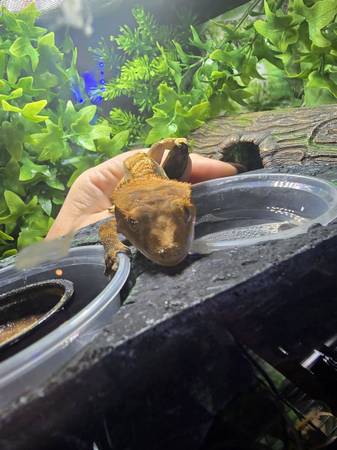 Ceested geckos 1