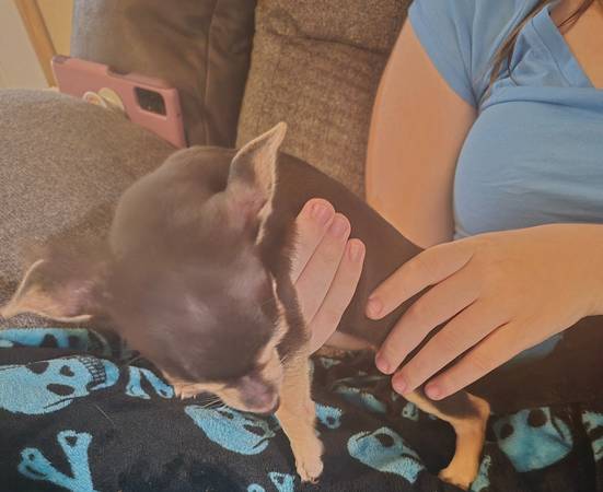 1 cachorro de chihuahua - $1 (Chipley fl)63440128354819122