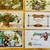 15) ANTIQUE EMBOSSED CHRISTMAS POSTCARDS #2 7 thumbnail