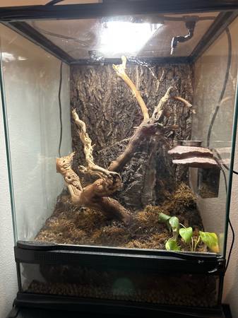 Gecko crestado (Ocala)63687883025667123