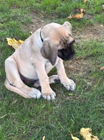 Mastiff Puppies (Ceres)63469791547137124