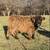 Registered Scottish Black Highland bull calf 3 thumbnail
