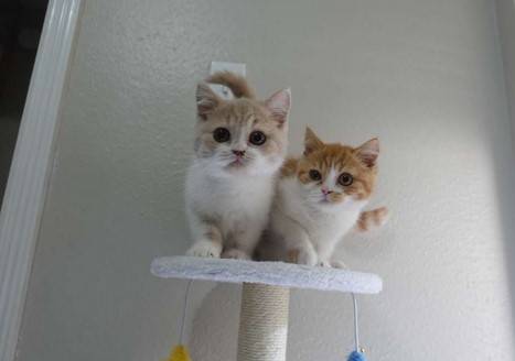 Kittens looking for a loving home 1
