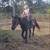 Sweet black large pony  gelding rides great! 2 thumbnail