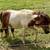 Miniature Stud Seeks New Family 3 thumbnail