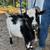 Buck, Nigerian Dwarf 2 YO 1 thumbnail