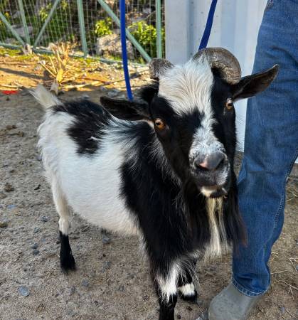 Buck, Nigerian Dwarf 2 YO 1