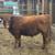 Red Devon Steer 4 thumbnail