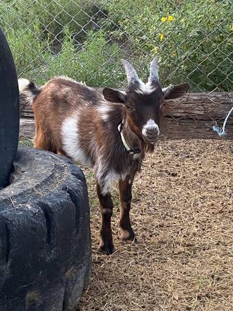 Cabras enanas nigerianas (Kempner)63839343930241124