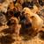 Chicks $1.50 3 thumbnail