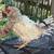 Frizzled Easter Egger Roo 1 thumbnail