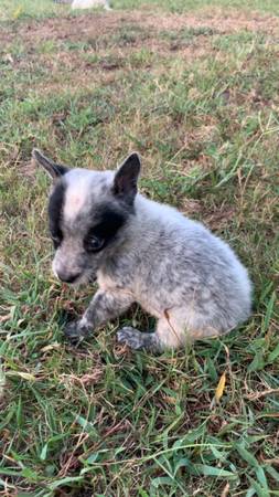 Male blue heeler puppy (Corinth)63625228351617121