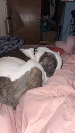 Blue nose pit63885716902019122