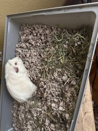 Guinea pig 1