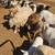 Dorper sheep 7 thumbnail