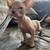Sphynx kittens 5 thumbnail