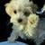 6mo Maltipoo 11 thumbnail