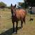 Horse AQHA Registered 6-Year-Old Mare 3 thumbnail