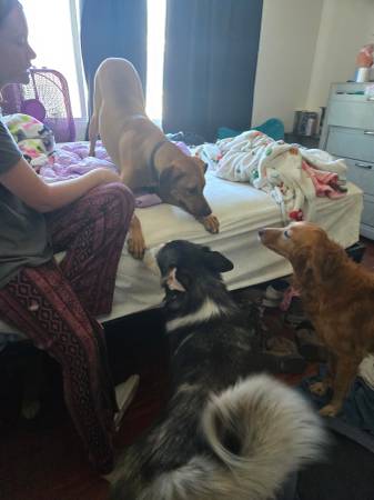Ridgeback (Springvalley)63955993220867121