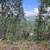 Tree work 13 thumbnail