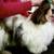 Shih tzu reg 8 weeks old 2 thumbnail