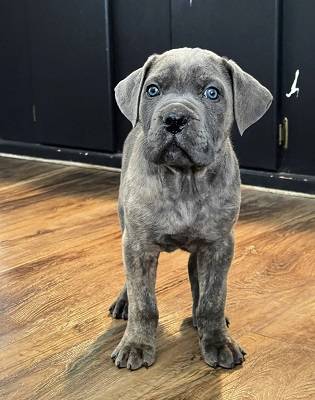 Rehome can corso puppy 1