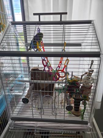 Rehoming female parrotlet599584080219361283