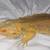 Bearded Dragon Lizards 3 thumbnail