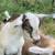 Nigerian dwarf  doelings,  doe is SOLD 1 thumbnail