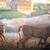 Kim Norlien - Field Of Dreams Deer 25 x 16.6 Image Size 1 Inch Name 2 thumbnail