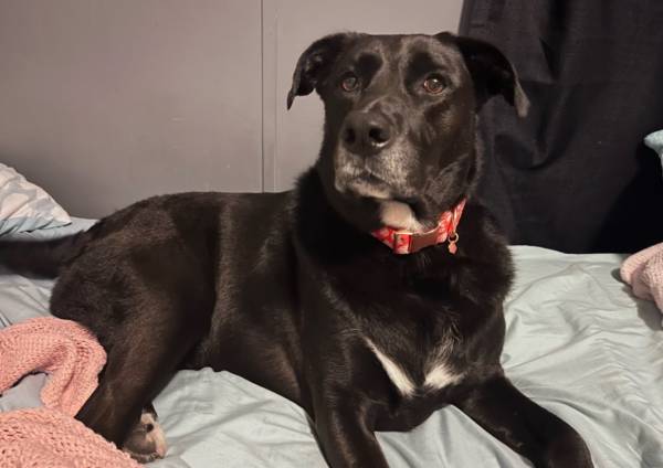 Female lab $50 (Mesa)63905905387395120