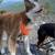 Border collie 3 thumbnail