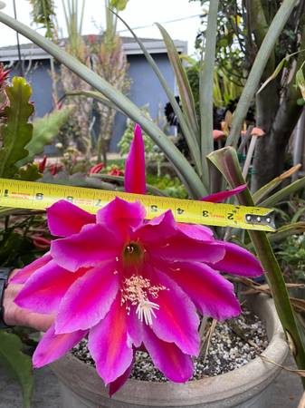 Epiphyllum Orchid Cactus -- "Giant Christmas Cactus" 1