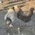 Pullets and Chickens for Sale 4 thumbnail