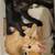 KITTENS/ 8 WEEKS OLD/ LITTER BOX TRAINED/ $25 RE-HOMING FEE! 2 thumbnail
