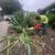 New landscape Removal job design light to med size tree and bush $499 14 thumbnail