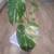 Monstera Thai Constellation Plant 2 thumbnail