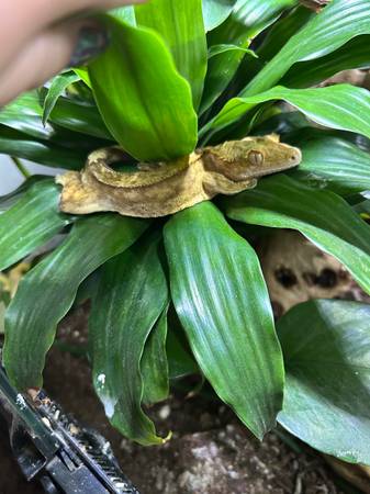 Rehoming Crested Geckos63812568970241120