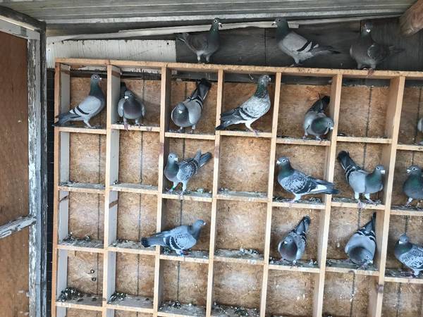 Young Racing Homing Pigeons 1